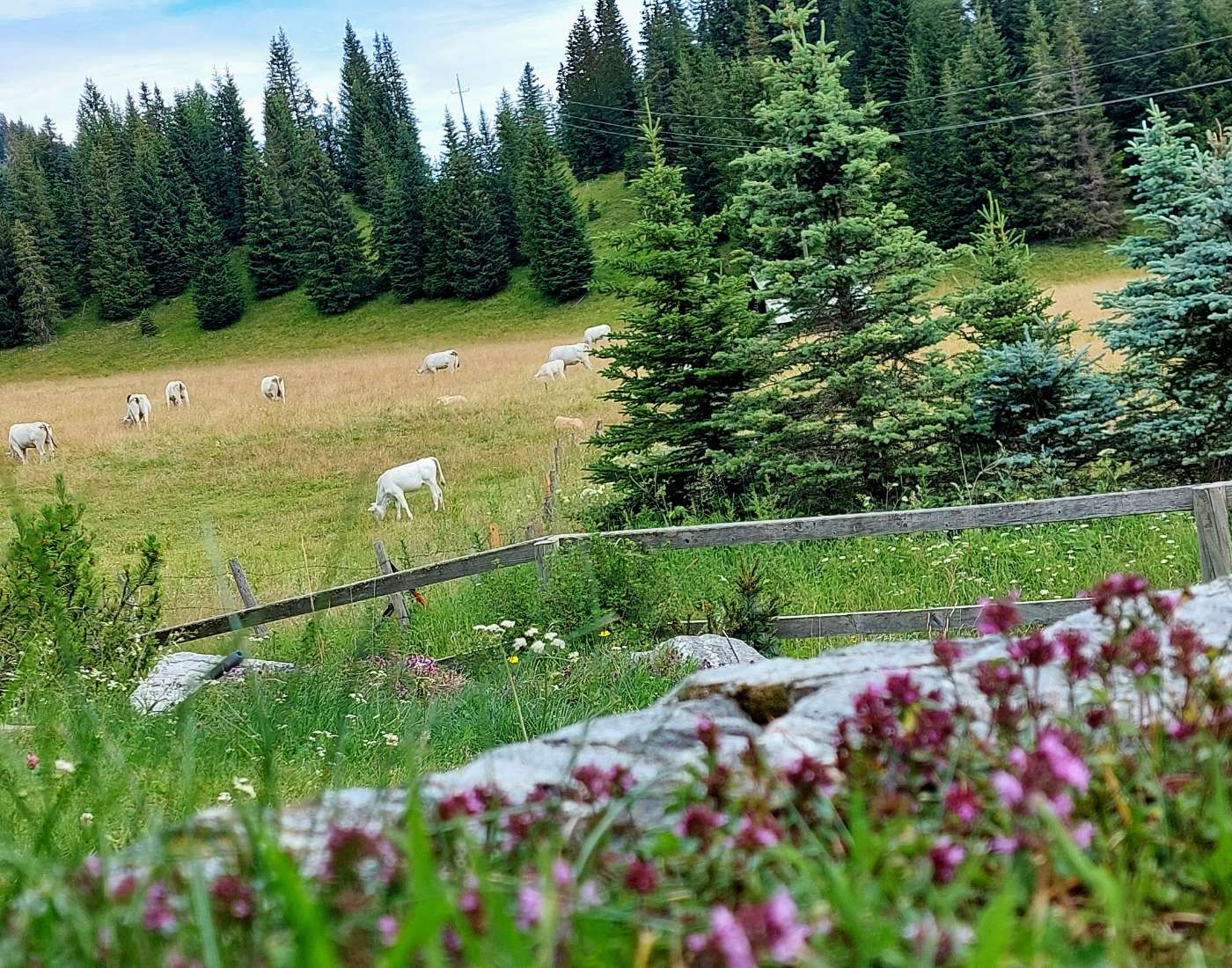 Almhuette-Mirnig-Urlaub-auf-der-Alm-in-Kaernten-Almhuette-mieten-Almhaus-mit-grossem-Garten-und-Sauna-und-Spielplatz-Home-Galerie-Foto-2